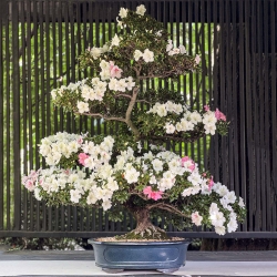 Rhododendron Indicum Asahi-no-Ikari - Azalea - 152 cm