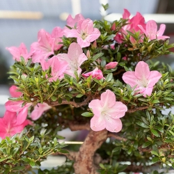 Rhododendron Indicum Juko - Azalea - 93 cm