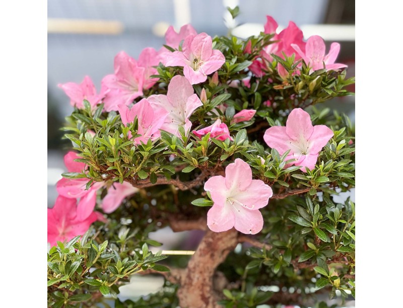 Rhododendron Indicum Juko - Azalée - 93 cm