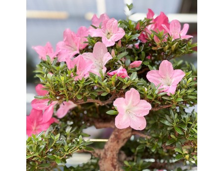 Rhododendron Indicum Juko - Azalée - 93 cm