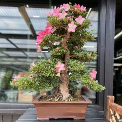 Rhododendron Indicum Juko - Azalea - 93 cm
