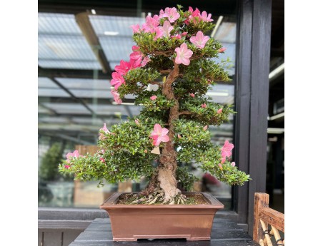 Rhododendron Indicum Juko - Azalea - 93 cm