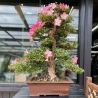 Rhododendron Indicum Juko - Azalea - 93 cm