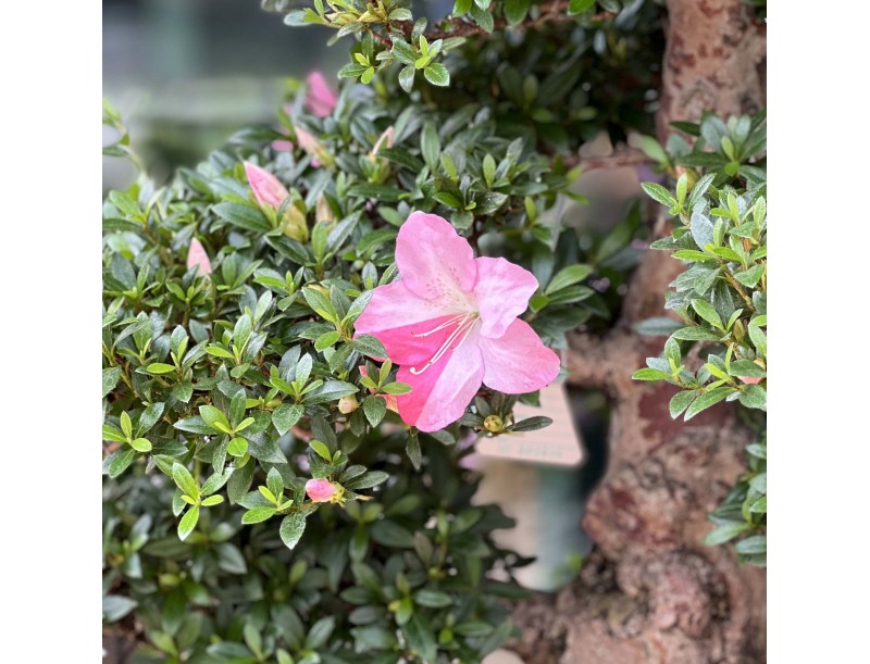 Rhododendron Indicum Juko - Azalée - 93 cm