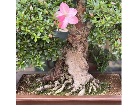 Rhododendron Indicum Juko - Azalea - 93 cm