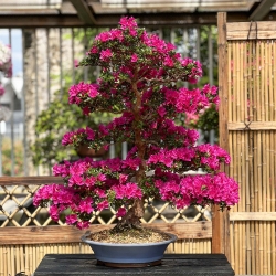 Rhododendron Indicum Hoshi-no-Kagayaki - Azalea - 90 cm