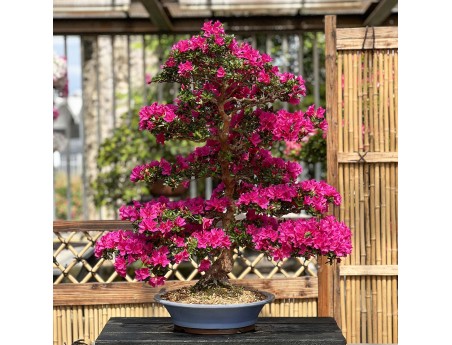 Rhododendron Indicum Hoshi-no-Kagayaki - Azalée - 90 cm