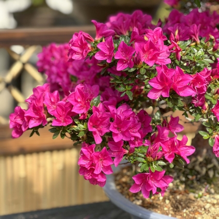 Rhododendron Indicum Hoshi-no-Kagayaki - Azalea - 90 cm