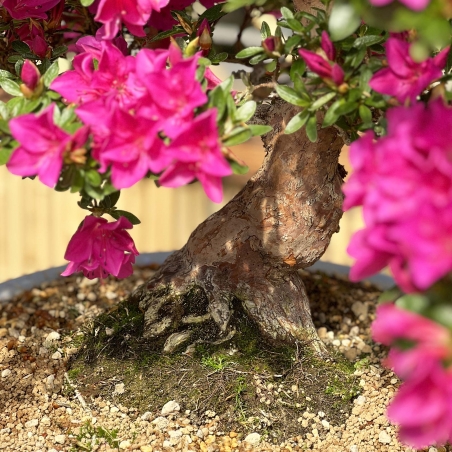 Rhododendron Indicum Hoshi-no-Kagayaki - Azalea - 90 cm