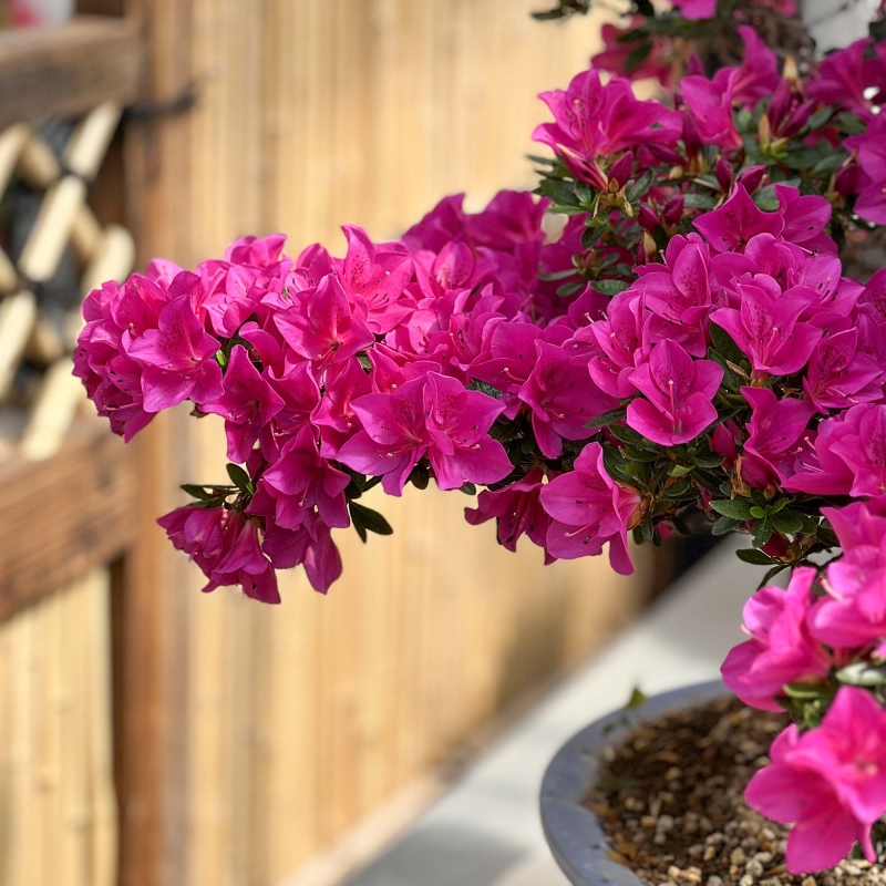 Rhododendron Indicum Hoshi-no-Kagayaki - Azalea - 90 cm