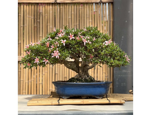Rhododendron Indicum Sunko-no-Hikari - Azalée - 40 cm