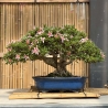 Rhododendron Indicum Sunko-no-Hikari - Azalea - 40 cm