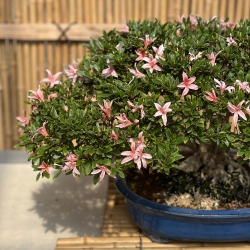 Rhododendron Indicum Sunko-no-Hikari - Azalea - 40 cm