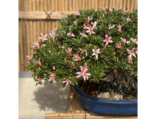 Rhododendron Indicum Sunko-no-Hikari - Azalée - 40 cm 2