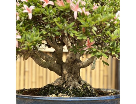 Rhododendron Indicum Sunko-no-Hikari - Azalea - 40 cm