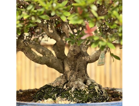 Rhododendron Indicum Sunko-no-Hikari - Azalea - 40 cm