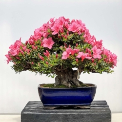 Rhododendron Indicum Chinzan - Azalée - 37 cm