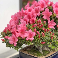 Rhododendron Indicum Chinzan - Azalée - 37 cm
