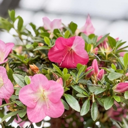 Rhododendron Indicum Santoka - Azalea - 70 cm