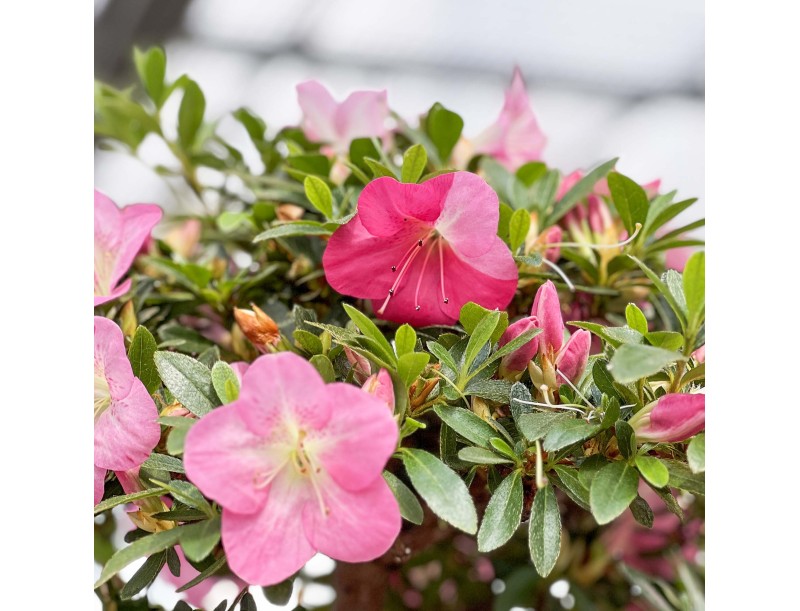 Rhododendron Indicum Santoka - Azalea - 70 cm