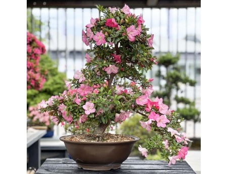 Rhododendron Indicum Santoka - Azalée - 70 cm