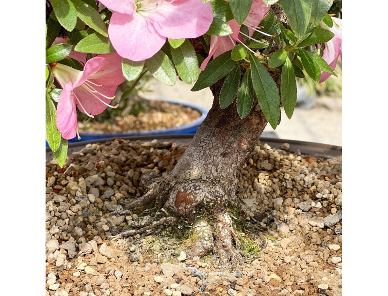Rhododendron Indicum Santoka - Azalée - 70 cm