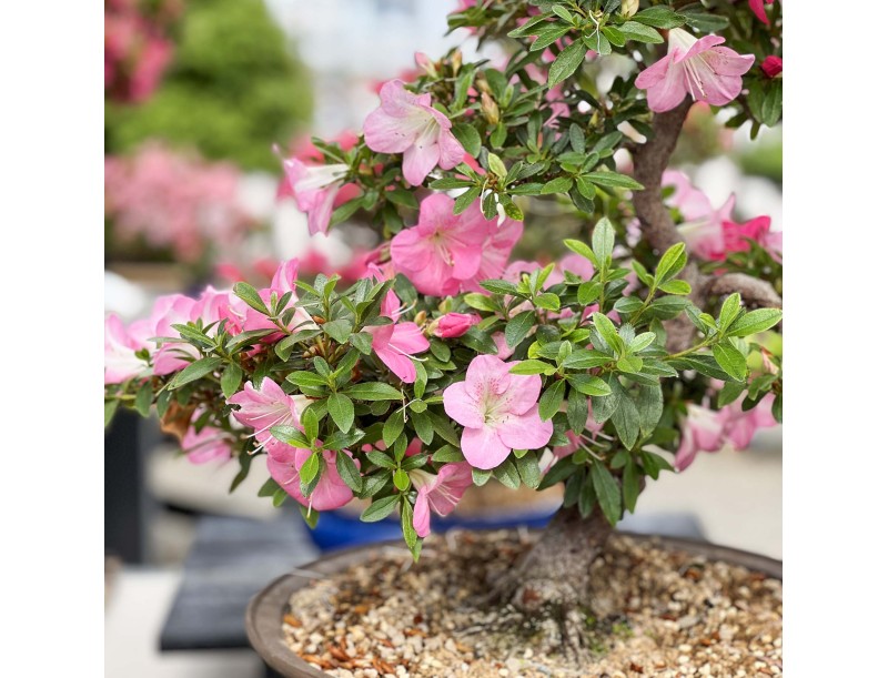 Rhododendron Indicum Santoka - Azalée - 70 cm