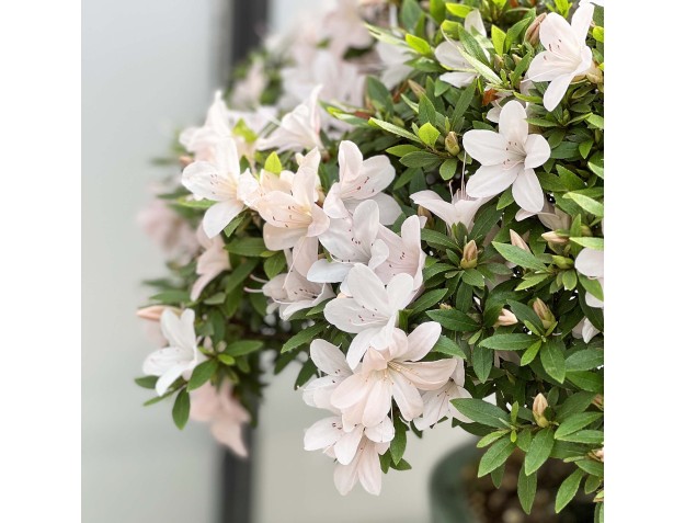 Rhododendron Indicum Kozan - Azalée - 57 cm 2