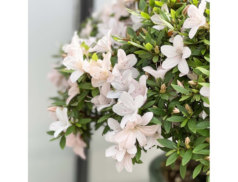 Rhododendron Indicum Kozan - Azalée - 57 cm
