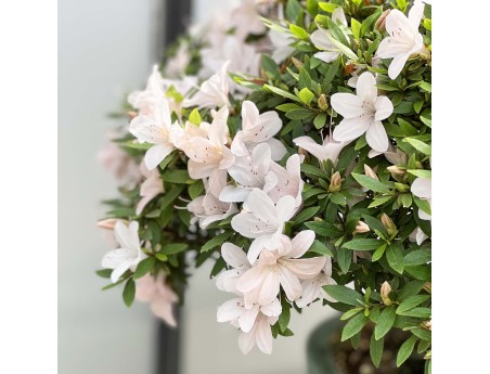 Rhododendron Indicum Kozan - Azalée - 57 cm