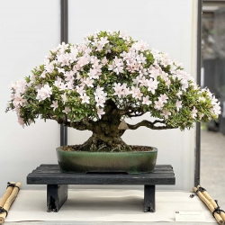 Rhododendron Indicum Kozan - Azalea - 57 cm