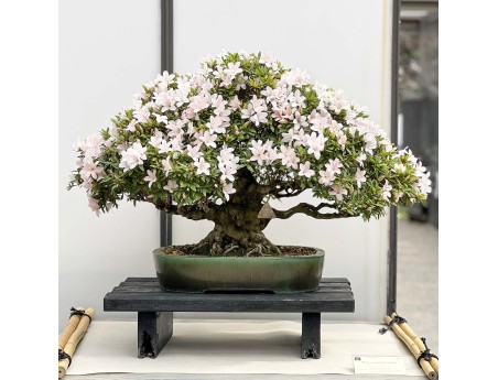 Rhododendron Indicum Kozan - Azalea - 57 cm