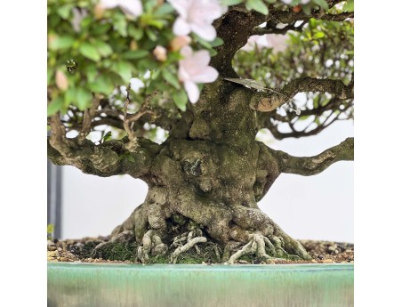 Rhododendron Indicum Kozan - Azalea - 57 cm