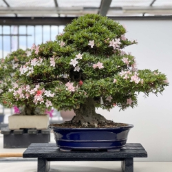 Rhododendron Indicum Nikko - Azalea - 89 cm