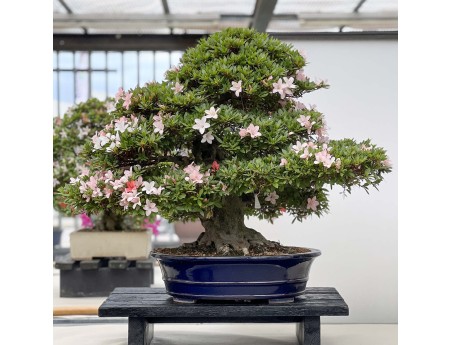 Rhododendron Indicum Nikko - Azalea - 89 cm