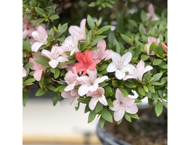 Rhododendron Indicum Nikko - Azalée - 89 cm 2