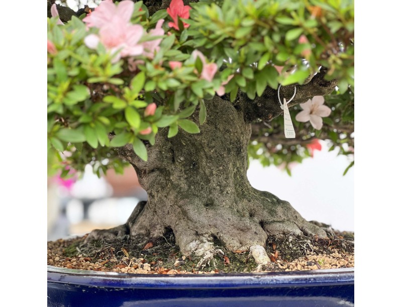 Rhododendron Indicum Nikko - Azalée - 89 cm