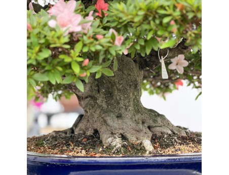 Rhododendron Indicum Nikko - Azalée - 89 cm