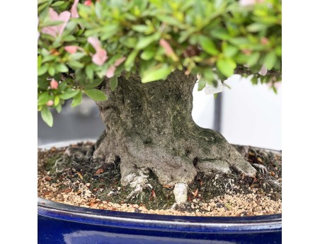 Rhododendron Indicum Nikko - Azalée - 89 cm