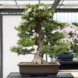 Rhododendron Indicum Kahoku-no-Tsuki - Azalea - 85 cm