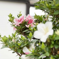 Rhododendron Indicum Kahoku-no-Tsuki - Azalea - 85 cm