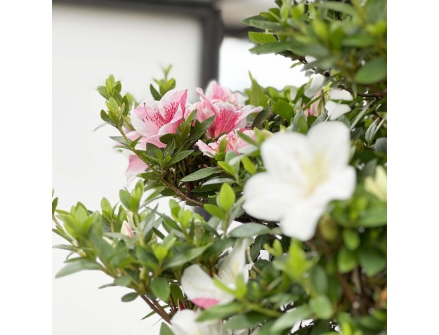 Rhododendron Indicum Kahoku-no-Tsuki - Azalée - 85 cm 2