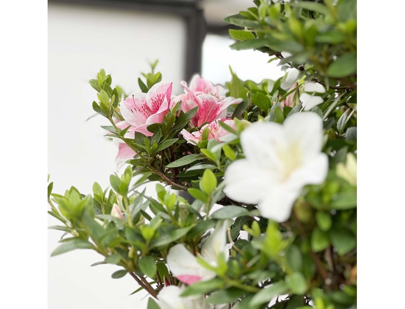 Rhododendron Indicum Kahoku-no-Tsuki - Azalea - 85 cm