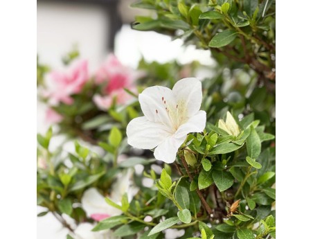 Rhododendron Indicum Kahoku-no-Tsuki - Azalée - 85 cm