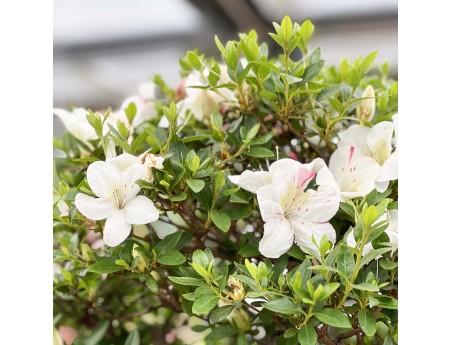 Rhododendron Indicum Kahoku-no-Tsuki - Azalea - 85 cm
