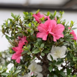 Rhododendron Indicum Kahoku-no-Tsuki - Azalea - 75 cm