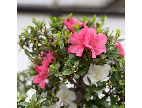 Rhododendron Indicum Kahoku-no-Tsuki - Azalée - 75 cm