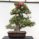 Rhododendron Indicum Kahoku-no-Tsuki - Azalea - 75 cm