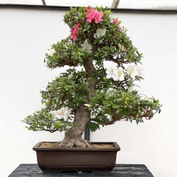 Rhododendron Indicum Kahoku-no-Tsuki - Azalea - 75 cm