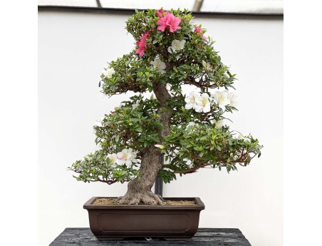 Rhododendron Indicum Kahoku-no-Tsuki - Azalée - 75 cm